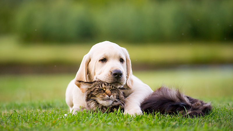 dog and cat together